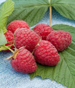 MALINA HERITAGE RED W DONICY