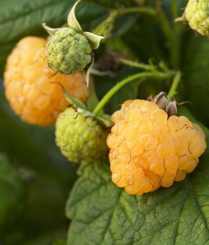 MALINA ŻÓŁTA GOLDEN EVEREST W DONICY