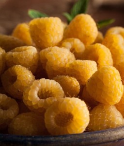 MALINA ŻÓŁTA ALLGOLD W DONICY