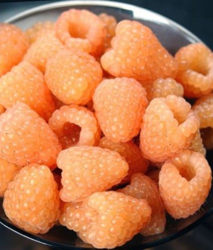 MALINA MORELOWA VALENTINA W DONICY