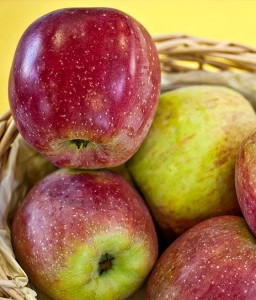 JABŁOŃ FLORINA (Parchoodporna)