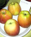 JABŁOŃ FLORINA(Parchoodporna)