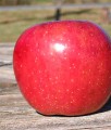JABŁOŃ FLORINA(Parchoodporna)