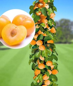 ŚLIWA KOLUMNOWA GOLD DUST