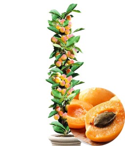 MORELA KOLUMNOWA COMPACTA