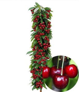 CZEREŚNIA KOLUMNOWA VICTORIA