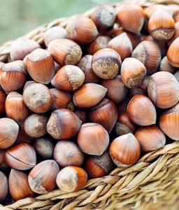 ORZECH LASKOWY SIEWKA JEVEGO