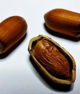 ORZECH LASKOWY WCZESNY DŁUGI