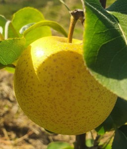 GRUSZA AZJATYCKA SHINSEIKI