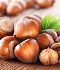 ORZECH LASKOWY BARCELOŃSKI