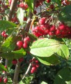 ARONIA CZERWONA BRILLIANT