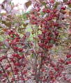 ARONIA CZERWONA BRILLIANT