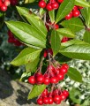 ARONIA CZERWONA BRILLIANT