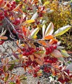 ARONIA CZERWONA BRILLIANT