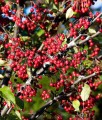 ARONIA CZERWONA BRILLIANT