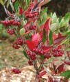 ARONIA CZERWONA BRILLIANT