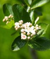ARONIA CZERWONA BRILLIANT
