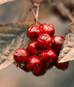 ARONIA CZERWONA BRILLIANT W DONICY