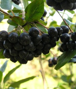 ARONIA CZARNA VIKING W DONICY