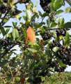 ARONIA CZARNA VIKING