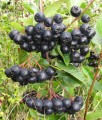 ARONIA CZARNA VIKING