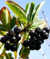 ARONIA CZARNA VIKING