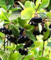 ARONIA CZARNA VIKING