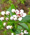 ARONIA CZARNA VIKING