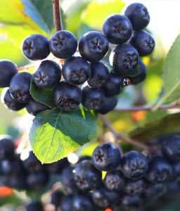 ARONIA CZARNA AMIT W DONICY