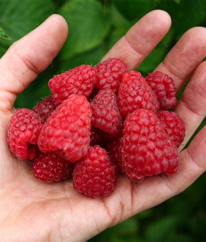 MALINA TULAMEEN W DONICY