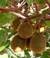 'JENNY' AKTINIDIA SMAKOWITA ŻEŃSKA (MINI KIWI)