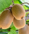 'JENNY' AKTINIDIA SMAKOWITA ŻEŃSKA (MINI KIWI)