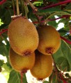 'JENNY' AKTINIDIA SMAKOWITA ŻEŃSKA (MINI KIWI)
