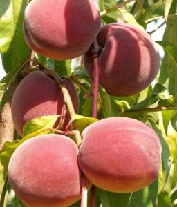 BRZOSKWINIA HARROW BEAUTY