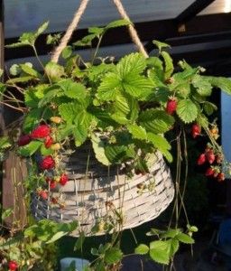 POZIOMKA WISZĄCA RUJANA W DONICY