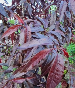 BRZOSKWINIA CZERWONOLISTNA W DONICY