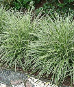 TURZYCA JAPOŃSKA PSTROLISTNA VARIEGATA W DONICY