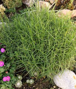 TURZYCA PALMOWA LITTLE MIDGE W DONICY