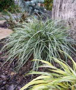 TURZYCA OSZIMSKA EVEREST W DONICY