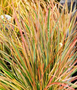 ŚMIAŁEK DARNIOWY NORTHERN LIGHTS W DONICY