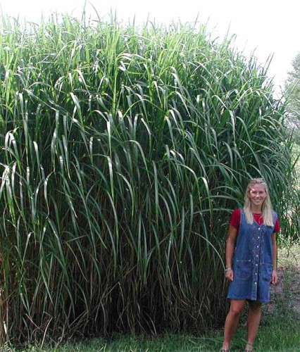 MISKANT OLBRZYMI W DONICY