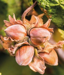 ORZECH LASKOWY COSFORD W DONICY