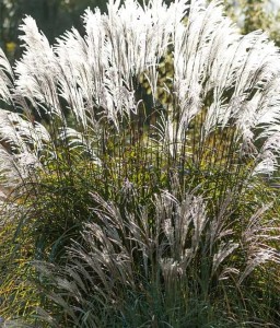 MISKANT CHIŃSKI BLUTENWUNDER W DONICY