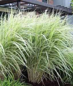 MISKANT CHIŃSKI VARIEGATUS W DONICY