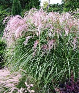 MISKANT CHIŃSKI FLAMINGO W DONICY