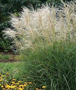 MISKANT CHIŃSKI GRAZIELLA W DONICY