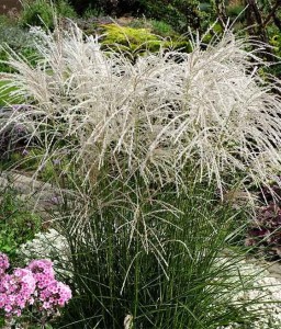 MISKANT CHIŃSKI KLEINE FONTANE W DONICY