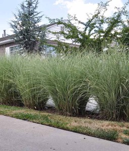 MISKANT CHIŃSKI MORNING LIGHT W DONICY