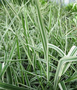 MOZGA TRZCINOWA PICTA W DONICY