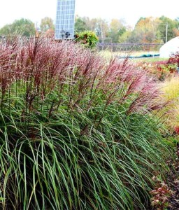 MISKANT CHIŃSKI DAVID W DONICY